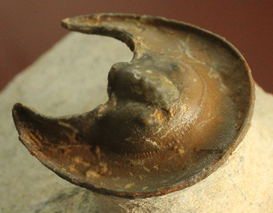 帽子を被っているかのよう特徴的な頭部を持つ、レア三葉虫、エオハルペス(Eoharpes sp.)（その8）