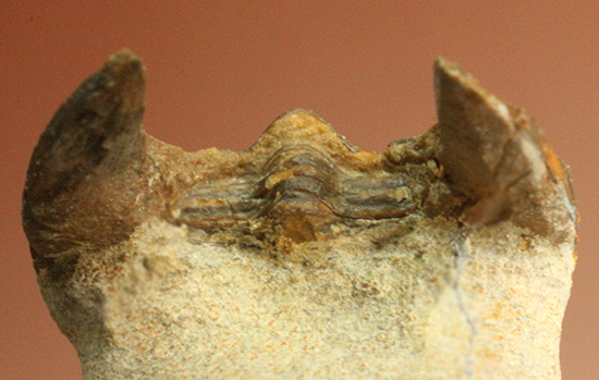 帽子を被っているかのよう特徴的な頭部を持つ、レア三葉虫、エオハルペス(Eoharpes sp.)（その9）