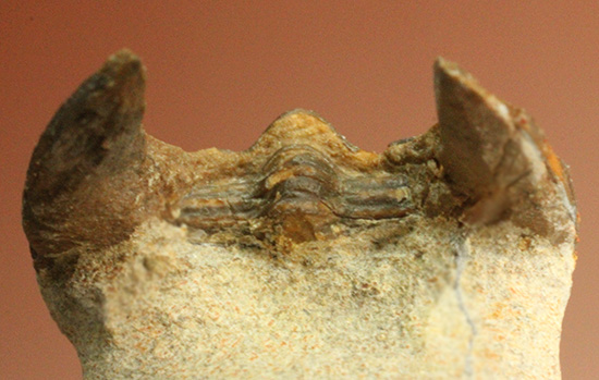 帽子を被っているかのよう特徴的な頭部を持つ、レア三葉虫、エオハルペス(Eoharpes sp.)(その9)