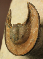 帽子を被っているかのよう特徴的な頭部を持つ、レア三葉虫、エオハルペス(Eoharpes sp.)