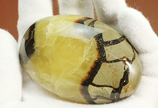 この3色の色の秘密は一体何でしょう!?鉱物セプタリアン(Septarian)(その13)