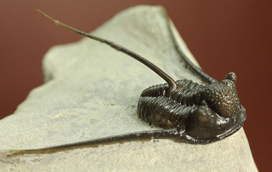 長い長い棘が特徴的な三葉虫キファスピスsp.（その11）
