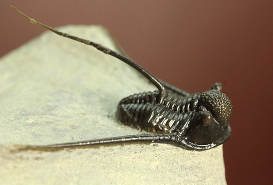 長い長い棘が特徴的な三葉虫キファスピスsp.（その12）