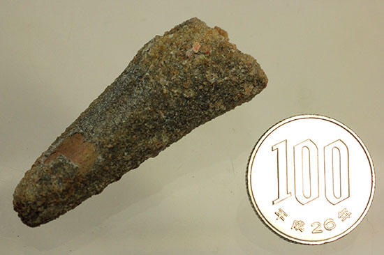クリーニングにトライもOK!チャンスプライス、肉食恐竜スピノサウルスの歯化石(Spinosaurus)(その10)
