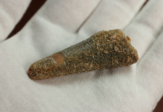 クリーニングにトライもOK!チャンスプライス、肉食恐竜スピノサウルスの歯化石(Spinosaurus)(その3)