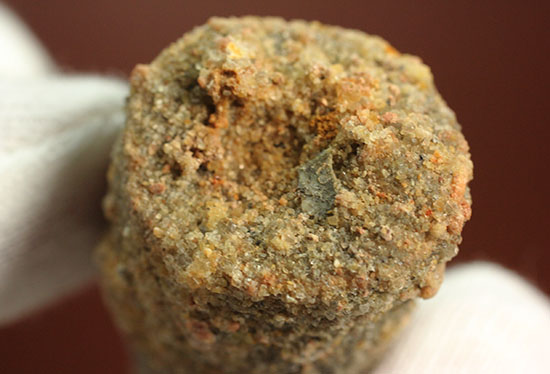 クリーニングにトライもOK!チャンスプライス、肉食恐竜スピノサウルスの歯化石(Spinosaurus)(その7)