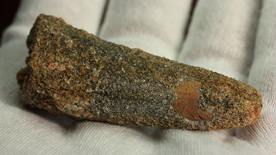 クリーニングにトライもOK!チャンスプライス、肉食恐竜スピノサウルスの歯化石(Spinosaurus)(その9)