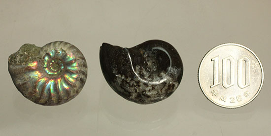お年玉プライスでご紹介！産地の異なる２種類のアンモナイトセット(Ammonite)（その11）