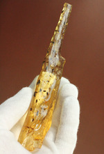 肉眼で見られます!古代の昆虫が多種内包した、長いつらら状コーパル化石(copal)