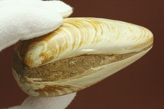 手触りの良い1億4000万年前の海化石、二枚貝(Bivalve)(その10)