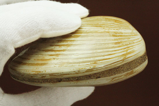 手触りの良い1億4000万年前の海化石、二枚貝(Bivalve)(その11)