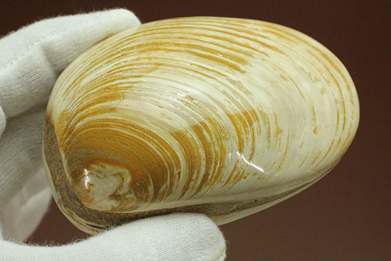 手触りの良い1億4000万年前の海化石、二枚貝(Bivalve)（その12）