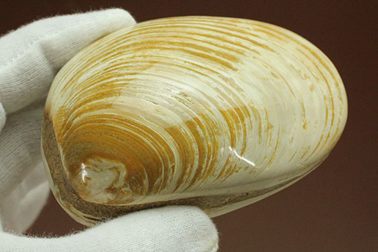 手触りの良い1億4000万年前の海化石、二枚貝(Bivalve)(その12)