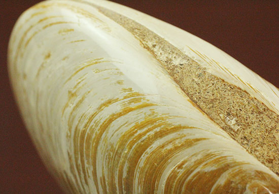 手触りの良い1億4000万年前の海化石、二枚貝(Bivalve)(その14)