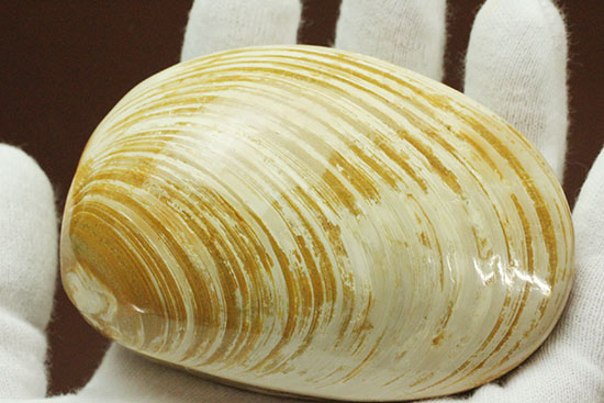 手触りの良い1億4000万年前の海化石、二枚貝(Bivalve)(その15)