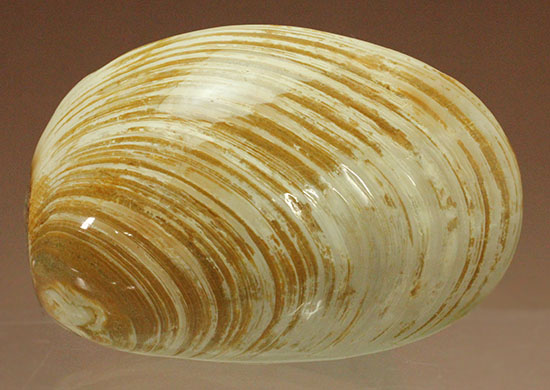 手触りの良い1億4000万年前の海化石、二枚貝(Bivalve)(その17)