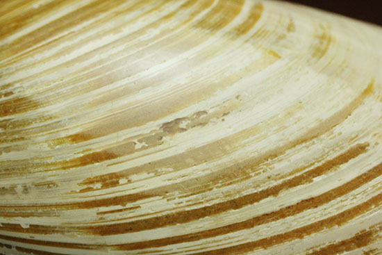 手触りの良い1億4000万年前の海化石、二枚貝(Bivalve)(その3)