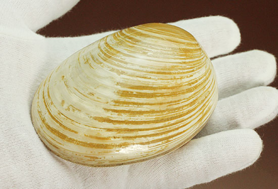 手触りの良い1億4000万年前の海化石、二枚貝(Bivalve)(その4)