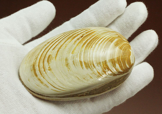 手触りの良い1億4000万年前の海化石、二枚貝(Bivalve)（その6）