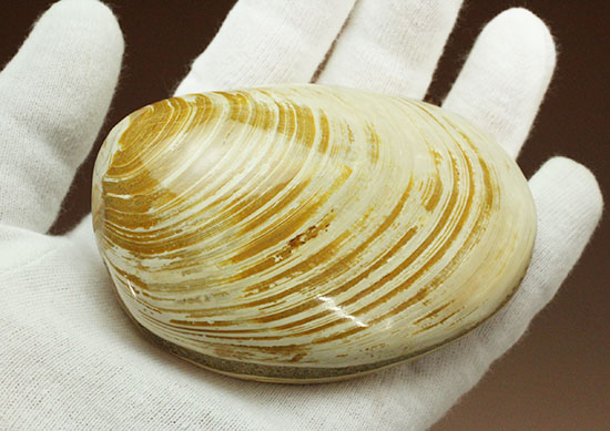 手触りの良い1億4000万年前の海化石、二枚貝(Bivalve)（その7）