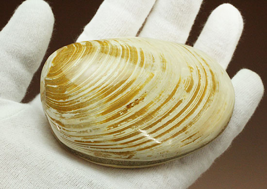 手触りの良い1億4000万年前の海化石、二枚貝(Bivalve)(その7)