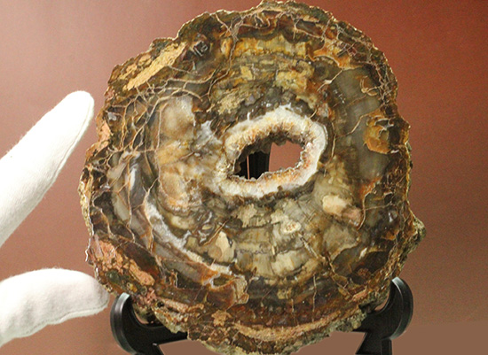 木化石。 形状お任せ 木化石 サイズミックス 5kg 45cm水槽向け