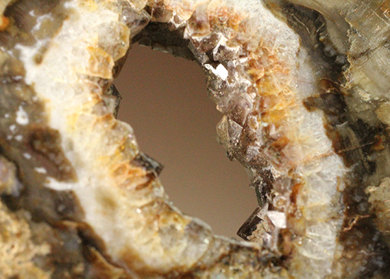 木化石 秀逸標本！約2億4800万年前の多彩色木化石、珪化木（ケイカボク