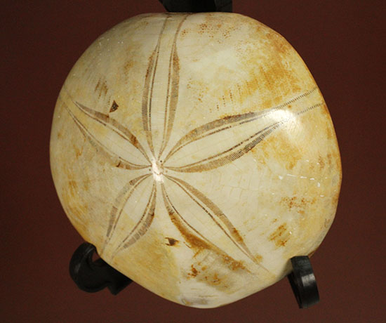 可憐な花びらのようなフォルムです。棘皮動物ウ二化石(Echinoid) 化石 販売