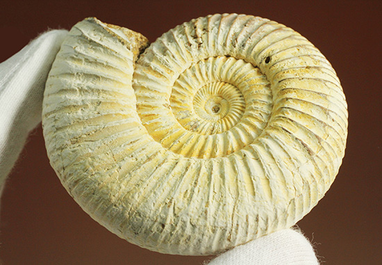 ジュラ紀の海に生きた、ペリスフィンクテスアンモナイト(Perisphinctes)。美しいホワイト調（その10）