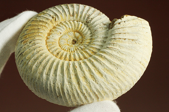 ジュラ紀の海に生きた、ペリスフィンクテスアンモナイト(Perisphinctes)。美しいホワイト調（その11）