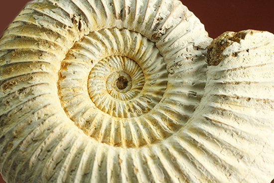 ジュラ紀の海に生きた、ペリスフィンクテスアンモナイト(Perisphinctes)。美しいホワイト調（その12）