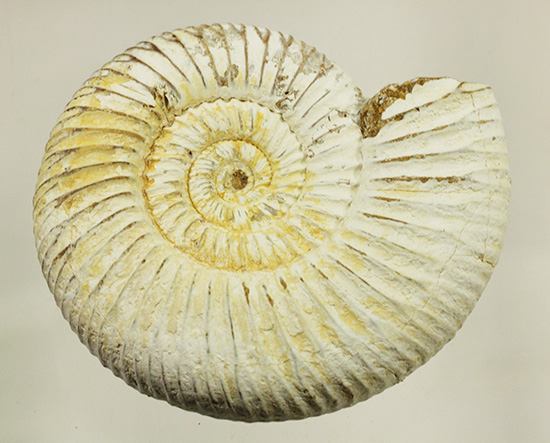 ジュラ紀の海に生きた、ペリスフィンクテスアンモナイト(Perisphinctes)。美しいホワイト調（その17）
