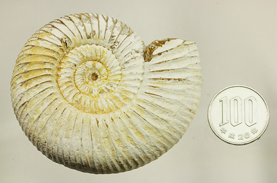 ジュラ紀の海に生きた、ペリスフィンクテスアンモナイト(Perisphinctes)。美しいホワイト調（その19）