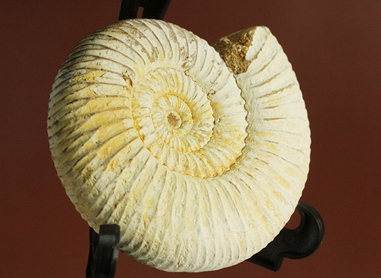 ジュラ紀の海に生きた、ペリスフィンクテスアンモナイト(Perisphinctes)。美しいホワイト調（その3）