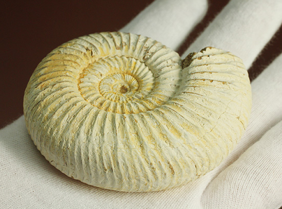 ジュラ紀の海に生きた、ペリスフィンクテスアンモナイト(Perisphinctes)。美しいホワイト調（その8）