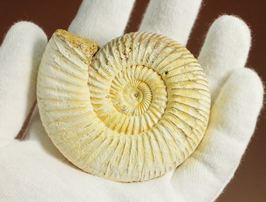 ジュラ紀の海に生きた、ペリスフィンクテスアンモナイト(Perisphinctes)。美しいホワイト調（その9）