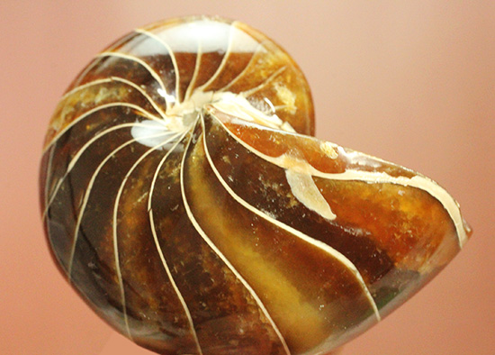 深い飴色が渋い！連室細管痕が丸見えのマダガスカル産オウムガイ(Nautilus)の化石（その1）