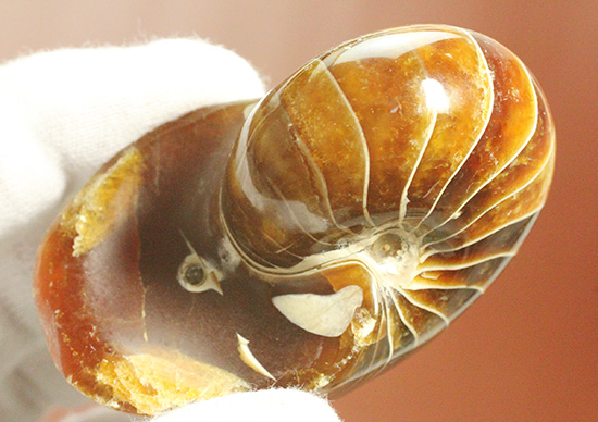 深い飴色が渋い！連室細管痕が丸見えのマダガスカル産オウムガイ(Nautilus)の化石（その13）