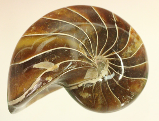 深い飴色が渋い！連室細管痕が丸見えのマダガスカル産オウムガイ(Nautilus)の化石（その3）