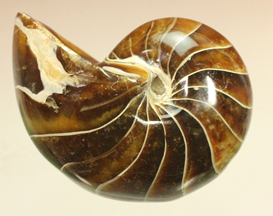 深い飴色が渋い！連室細管痕が丸見えのマダガスカル産オウムガイ(Nautilus)の化石（その4）