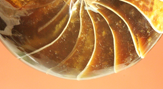 深い飴色が渋い！連室細管痕が丸見えのマダガスカル産オウムガイ(Nautilus)の化石（その7）