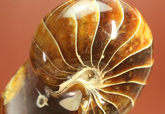 深い飴色が渋い！連室細管痕が丸見えのマダガスカル産オウムガイ(Nautilus)の化石（その8）