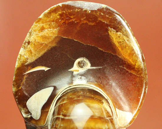 深い飴色が渋い！連室細管痕が丸見えのマダガスカル産オウムガイ(Nautilus)の化石（その9）