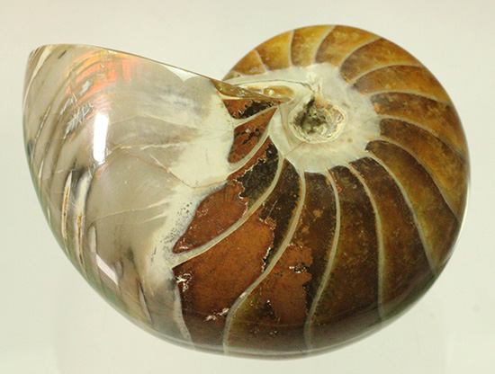 一部遊色あり！オウムガイの魅力を余すとこなく表現した希少ユニーク標本です。(Nautilus)（その1）