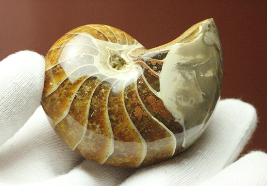 一部遊色あり！オウムガイの魅力を余すとこなく表現した希少ユニーク標本です。(Nautilus)（その11）