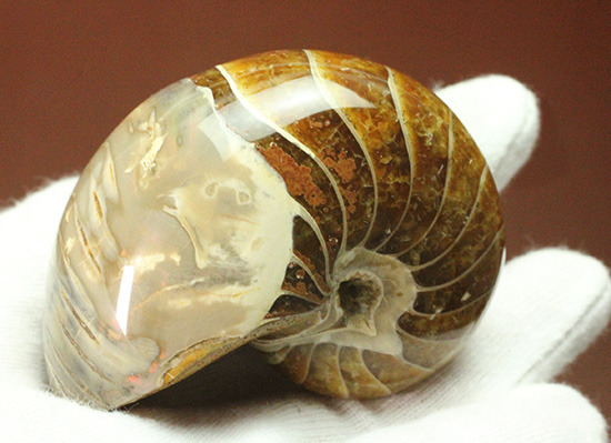 一部遊色あり！オウムガイの魅力を余すとこなく表現した希少ユニーク標本です。(Nautilus)（その12）