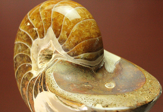 一部遊色あり！オウムガイの魅力を余すとこなく表現した希少ユニーク標本です。(Nautilus)（その13）