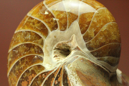 一部遊色あり！オウムガイの魅力を余すとこなく表現した希少ユニーク標本です。(Nautilus)（その14）