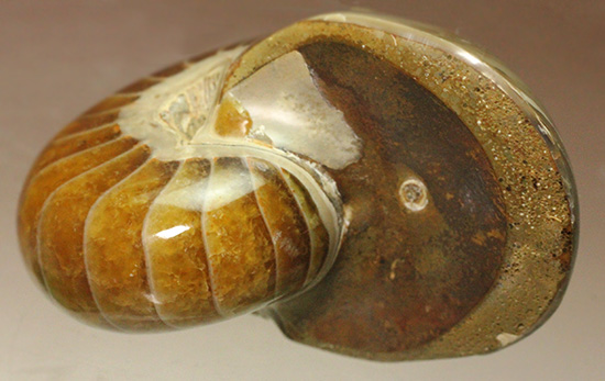 一部遊色あり！オウムガイの魅力を余すとこなく表現した希少ユニーク標本です。(Nautilus)（その15）