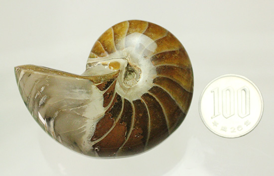 一部遊色あり！オウムガイの魅力を余すとこなく表現した希少ユニーク標本です。(Nautilus)（その16）